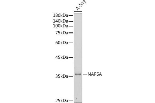 NAPSA 抗体  (AA 25-250)