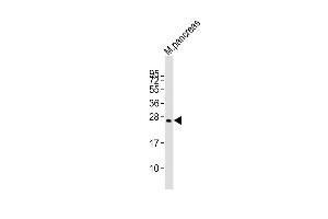Plet1 抗体  (AA 82-115)