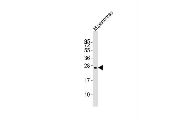 Plet1 抗体  (AA 82-115)
