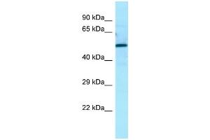 Image no. 2 for anti-Autophagy Related 13 (ATG13) (N-Term) antibody (ABIN2789823)