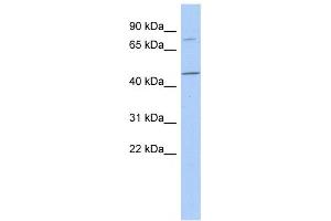 Image no. 1 for anti-F-Box Protein 39 (FBXO39) antibody (ABIN2459635)
