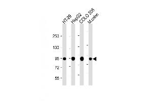 Image no. 7 for anti-Villin 1 (VIL1) (AA 180-207), (N-Term) antibody (ABIN390742)