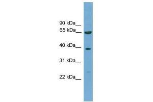 Image no. 1 for anti-Kelch-Like 20 (KLHL20) (C-Term) antibody (ABIN928759)