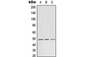 Image no. 2 for anti-TEA Domain Family Member 1 (SV40 Transcriptional Enhancer Factor) (TEAD1) (Center) antibody (ABIN2707158)