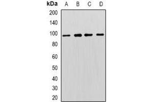 Image no. 3 for anti-Minichromosome Maintenance Complex Component 3 (MCM3) antibody (ABIN3198194)