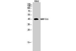 Image no. 1 for anti-Mitochondrial Ribosomal Protein S35 (MRPS35) (Internal Region) antibody (ABIN3185685)