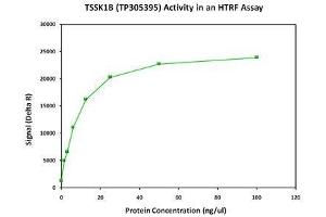 Image no. 2 for Testis-Specific serine Kinase 1B (TSSK1B) (Active) protein (Myc-DYKDDDDK Tag) (ABIN2734460)
