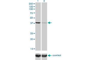 Image no. 3 for anti-Argonaute 2 (AGO2) (AA 1-377) antibody (ABIN565346)