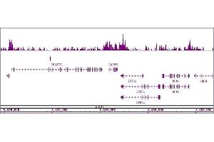 Image no. 2 for anti-Histone Deacetylase 4 (HDAC4) (AA 194-209) antibody (ABIN6971717)