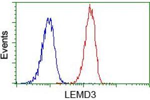 Image no. 5 for anti-LEM Domain Containing 3 (LEMD3) antibody (ABIN1499118)