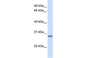 Image no. 1 for anti-Tetraspanin 6 (TSPAN6) (N-Term) antibody (ABIN2773862)