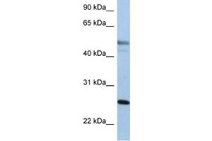 Image no. 4 for anti-Keratin 8 (KRT8) (Middle Region) antibody (ABIN2777113)