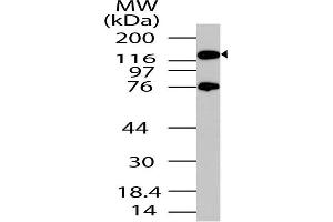 Image no. 1 for anti-Period Circadian Protein 2 (PER2) (AA 700-900) antibody (ABIN5027440)