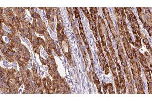 Image no. 1 for anti-Mitochondrial Fission Factor (MFF) (pSer172) antibody (ABIN6255023)