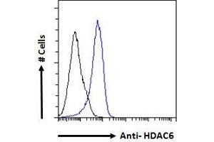 Image no. 3 for anti-Histone Deacetylase 6 (HDAC6) (C-Term) antibody (ABIN5539540)