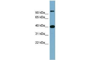 Image no. 1 for anti-Cyclin D-Type Binding-Protein 1 (CCNDBP1) (Middle Region) antibody (ABIN2786196)