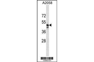 Image no. 1 for anti-MAS-Related GPR, Member F (Mrgprf) (AA 280-307), (C-Term) antibody (ABIN1537020)