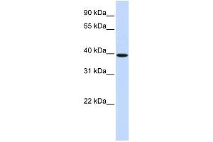 Image no. 1 for anti-Homeobox B3 (HOXB3) (N-Term) antibody (ABIN2787515)