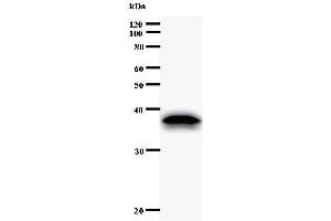 Image no. 2 for anti-Eukaryotic Translation Initiation Factor 2 Subunit 1 (EIF2S1) antibody (ABIN933102)