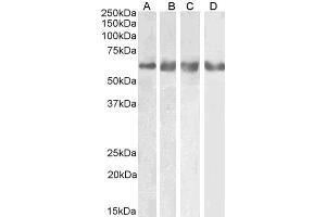 Image no. 1 for anti-gamma-aminobutyric Acid (GABA) A Receptor, gamma 2 (GABRG2) (AA 384-396) antibody (ABIN5539829)