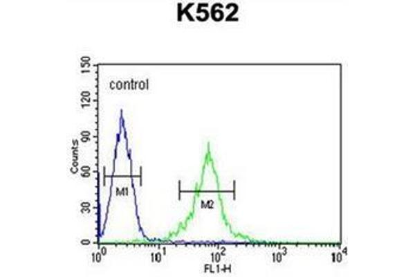 anti-Growth Arrest-Specific 2 Like 1 (GAS2L1) (AA 625-654), (C-Term) antibody