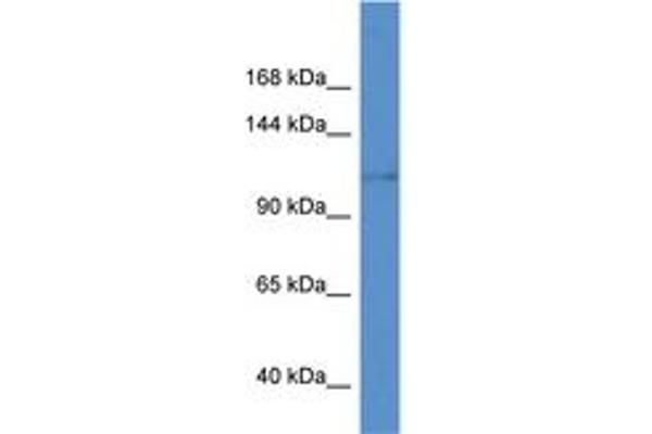 anti-Potassium Voltage-Gated Channel, Subfamily H (Eag-Related), Member 8 (KCNH8) (AA 960-1009) antibody