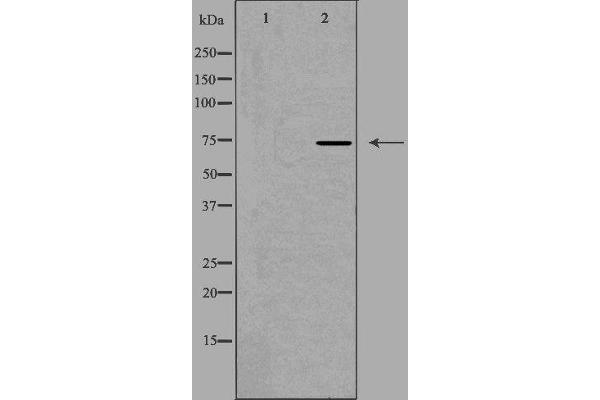 anti-Centrosomal Protein 76kDa (Cep76) (Internal Region) antibody