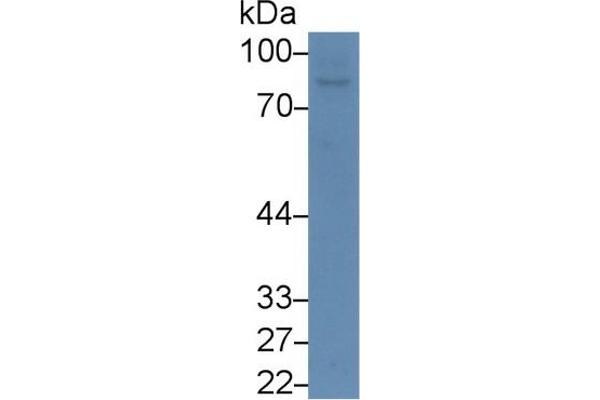 DPP4 抗体  (AA 631-760)