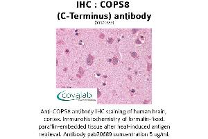 Image no. 1 for anti-COP9 Signalosome Subunit 8 (COPS8) (C-Term) antibody (ABIN1733270)