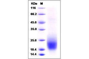 Image no. 1 for CD53 (CD53) (AA 107-181) protein (His tag) (ABIN2009962)