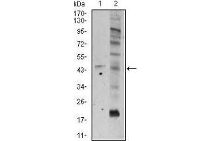 Image no. 4 for anti-Frizzled Family Receptor 5 (FZD5) (AA 151-217) antibody (ABIN1098119)