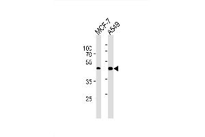Image no. 1 for anti-Cyclin-Dependent Kinase 20 (CDK20) antibody (ABIN1882215)