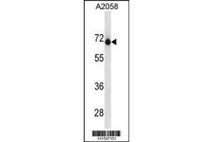 Image no. 1 for anti-Endonuclease Domain Containing 1 (ENDOD1) (AA 255-284) antibody (ABIN1881294)
