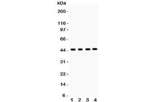 Western blot testing of Ovalbumin antibody and Lane 1:  mouse intestine;  2: human placenta;  3: (h) MCF-7;  4: (h) MM231 lysate.