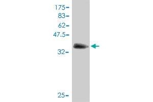 Image no. 1 for anti-Interferon, gamma-Inducible Protein 16 (IFI16) (AA 630-729) antibody (ABIN561425)