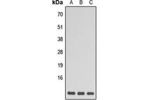 Image no. 1 for anti-G Protein gamma 5 (GNG5) (N-Term) antibody (ABIN2707528)