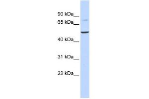 Image no. 1 for anti-Bile Acid CoA: Amino Acid N-Acyltransferase (Glycine N-Choloyltransferase) (BAAT) (N-Term) antibody (ABIN631444)
