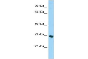 Image no. 1 for anti-PHD Finger Protein 7 (PHF7) (C-Term) antibody (ABIN2774740)