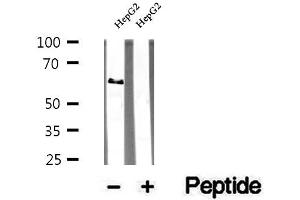 Image no. 3 for anti-Tripartite Motif Containing 9 (TRIM9) (N-Term) antibody (ABIN6265743)