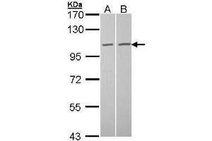 Image no. 2 for anti-Granulocyte Chemotactic Protein 2 (GCP2) (N-Term) antibody (ABIN2855343)
