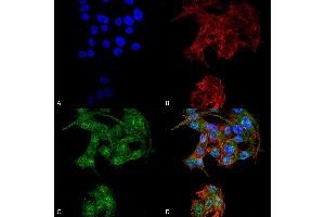 Image no. 1 for anti-Autophagy related 4D Cysteine Peptidase (ATG4D) (AA 98-108) antibody (FITC) (ABIN5066077)