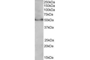 anti-Peroxisome Proliferator-Activated Receptor delta (PPARD) (C-Term) antibody