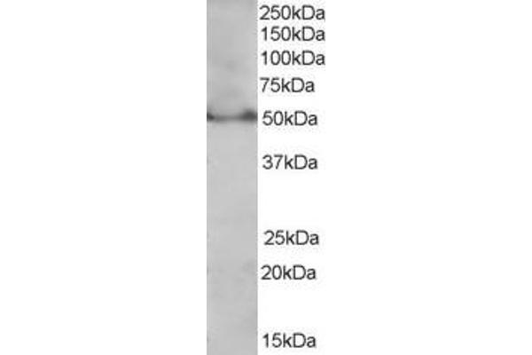 anti-Peroxisome Proliferator-Activated Receptor delta (PPARD) (C-Term) antibody