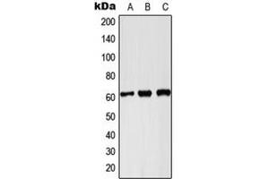 Image no. 1 for anti-Pyruvate Kinase, Liver and RBC (PKLR) (C-Term) antibody (ABIN2705135)