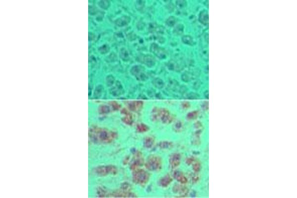 anti-OTU Domain Containing 5 (OTUD5) (AA 550-600) antibody