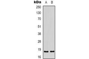 Western blot analysis of ID4 expression in HEK293T (A), HepG2 (B) whole cell lysates.