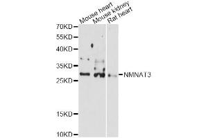 Image no. 1 for anti-Nicotinamide Nucleotide Adenylyltransferase 3 (NMNAT3) antibody (ABIN6290676)