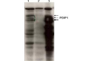 Image no. 1 for anti-MLF1 Interacting Protein (MLF1IP) (C-Term) antibody (ABIN401439)