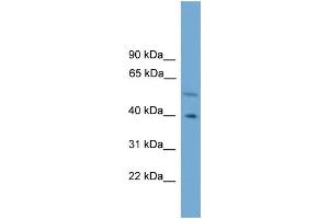 WB Suggested Anti-CLUAP1  Antibody Titration: 0.