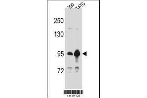 Image no. 1 for anti-Catenin (Cadherin-Associated Protein), beta 1, 88kDa (CTNNB1) (AA 692-721), (C-Term) antibody (ABIN1881238)